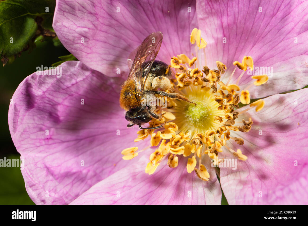 Abeille à miel (Apis sp.) perché sur une fleur rose (rosa canina), Bavaria, Germany, Europe Banque D'Images