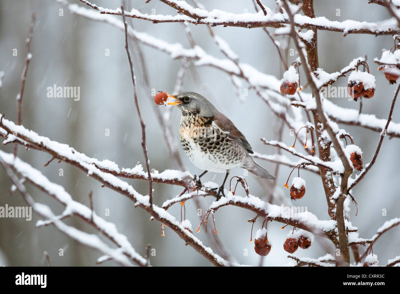 F) Fieldfare (Turdus perché sur un pommetier dans un jardin dans la neige, l'Allemagne, de l'Europe Banque D'Images