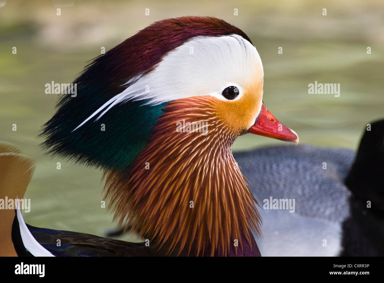Canard mandarin (Aix galericulata), Drake, Bavaria, Germany, Europe Banque D'Images