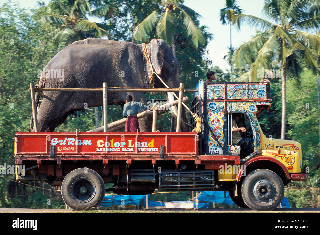 Elephant chargé sur un camion, Arattupuzha-Pooram festival, près de Thrissur, Kerala, Inde du Sud, Inde, Asie Banque D'Images