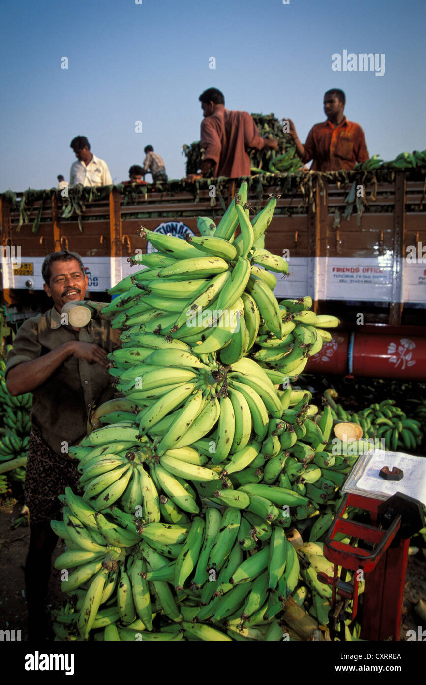 Les bananes sont pesés, banane, Thrissur, Kerala, Inde du Sud, Inde, Asie Banque D'Images