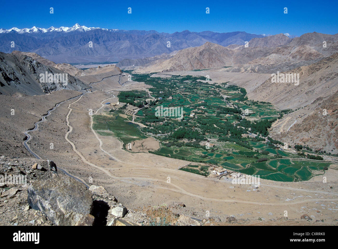 Vue sur les champs, Leh, Ladakh, Himalaya indien, le Jammu-et-Cachemire, l'Inde du Nord, Inde, Asie Banque D'Images