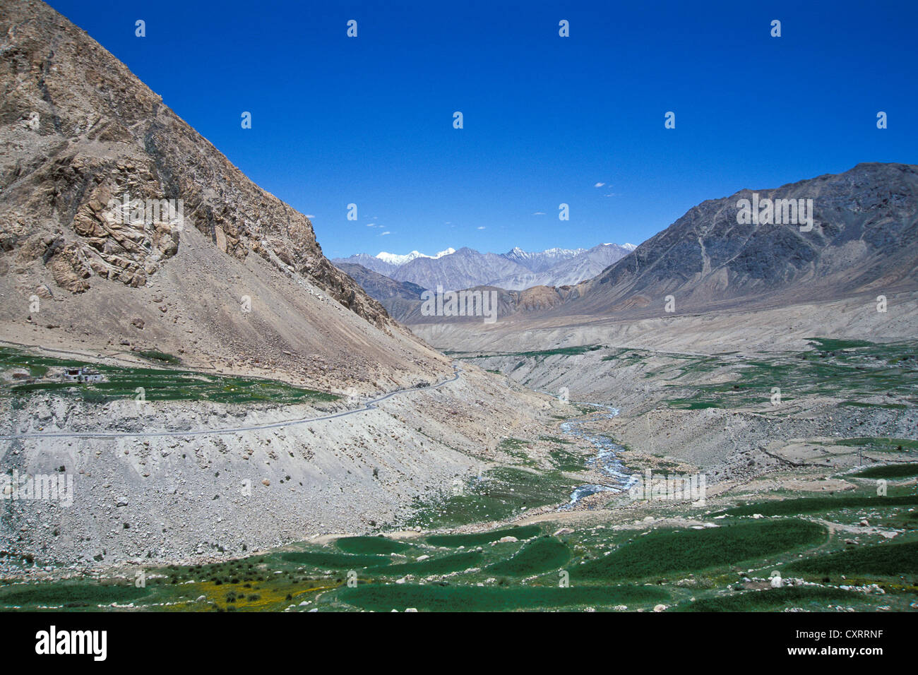 Champs, la Vallée de Nubra, Ladakh, Himalaya indien, le Jammu-et-Cachemire, l'Inde du Nord, Inde, Asie Banque D'Images