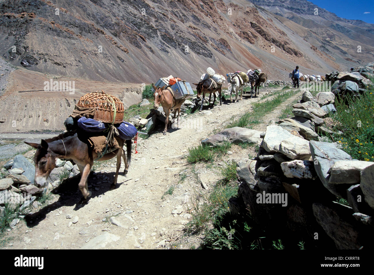 Laden ânes près du village de Tetha, Zanskar, Ladakh, Himalaya indien, le Jammu-et-Cachemire, l'Inde du Nord, Inde, Asie Banque D'Images