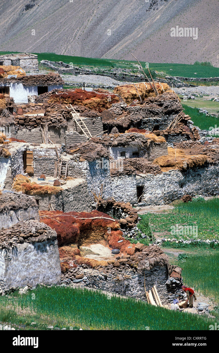 Tetha village, Zanskar, Ladakh, Himalaya indien, le Jammu-et-Cachemire, l'Inde du Nord, Inde, Asie Banque D'Images