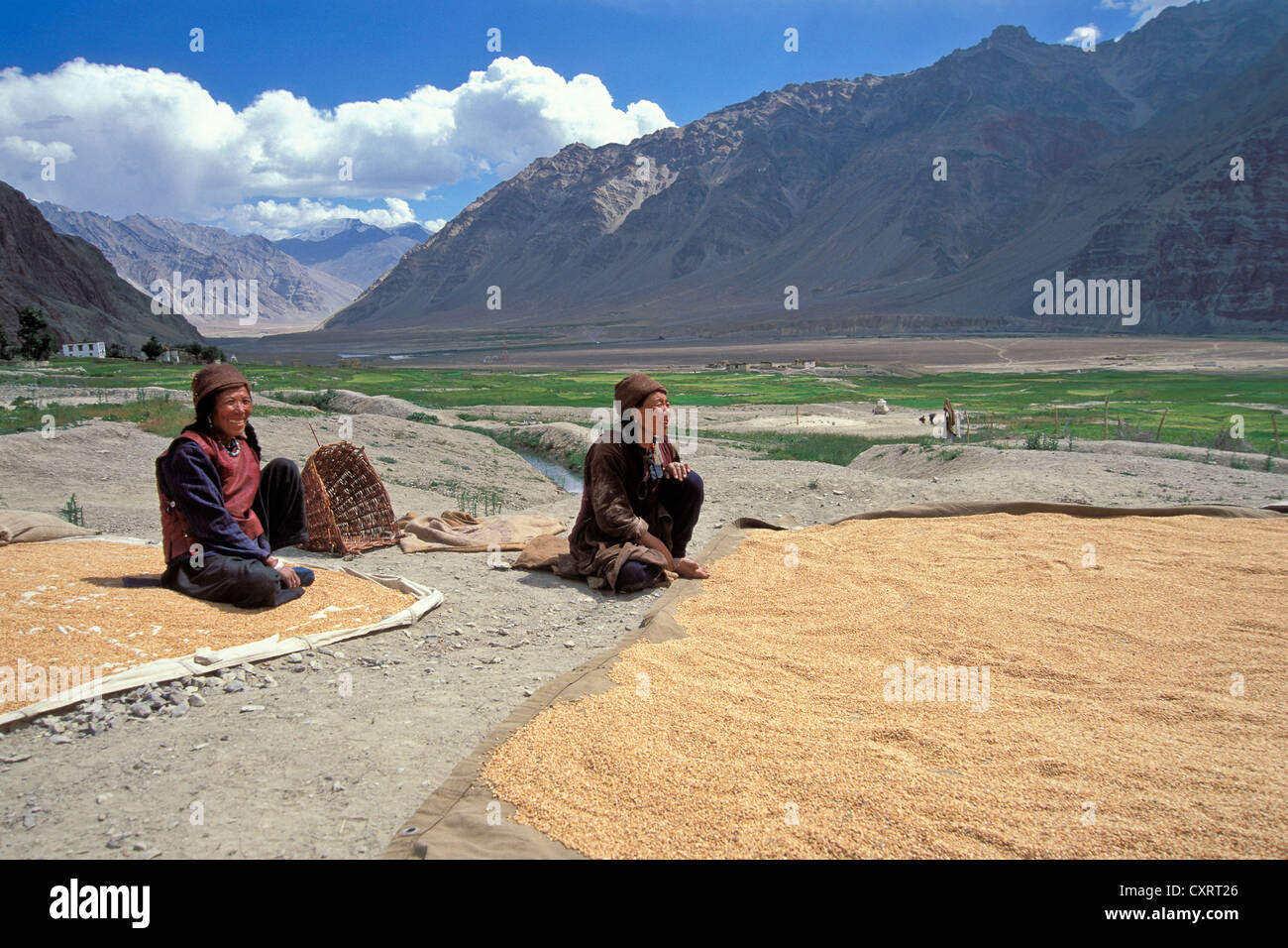 Zanskari femmes avec le grain récolté, l'orge, près de Zangla, Zanskar, Ladakh, le Jammu-et-Cachemire, l'Inde du Nord, Inde Banque D'Images