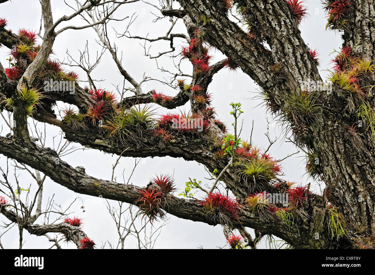 Des branches d'arbre plein de Broméliacées épiphytes (Bromeliaceae) près de Nuevo Arenal, Province d'Alajuela, Costa Rica, Amérique Centrale Banque D'Images