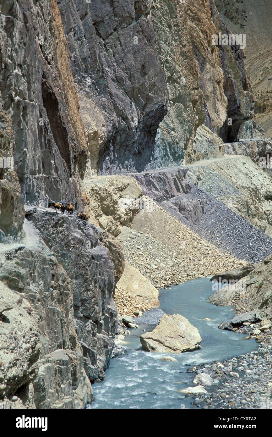 Les ânes, les animaux de bât, dans un canyon près de Wanla, Zanskar, Ladakh, le Jammu-et-Cachemire, Himalaya indien, l'Inde du Nord, Inde, Asie Banque D'Images Les ânes, les animaux de bât, dans un canyon près de Wanla, Zanskar, Ladakh, le Jammu-et-Cachemire, Himalaya indien, l'Inde du Nord, Inde, Asie Banque D'Images