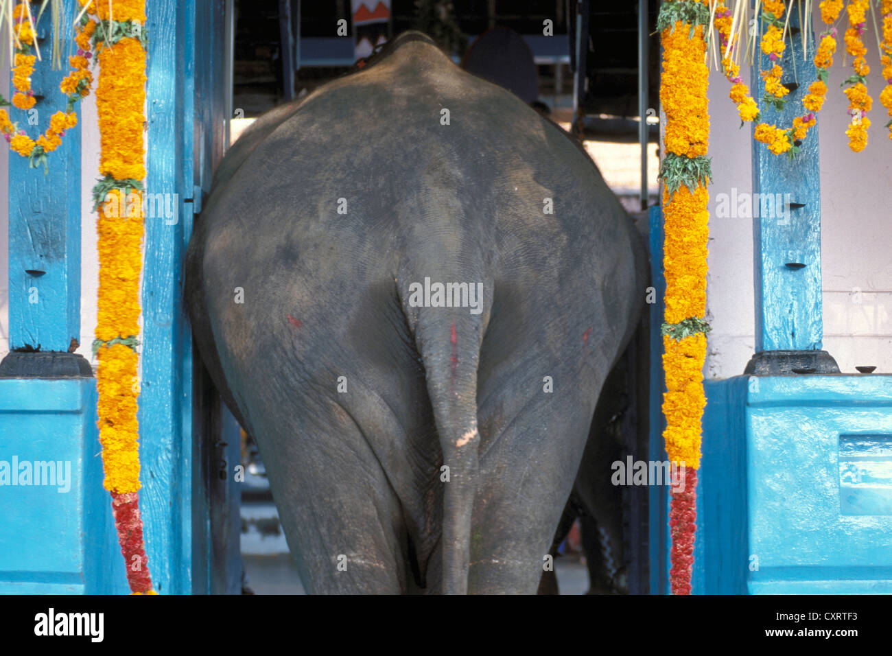 Elephant en passant par l'entrée d'un temple décoré de guirlandes de fleurs, Temple Sree Sastha, Arattupuzha Pooram festival Banque D'Images