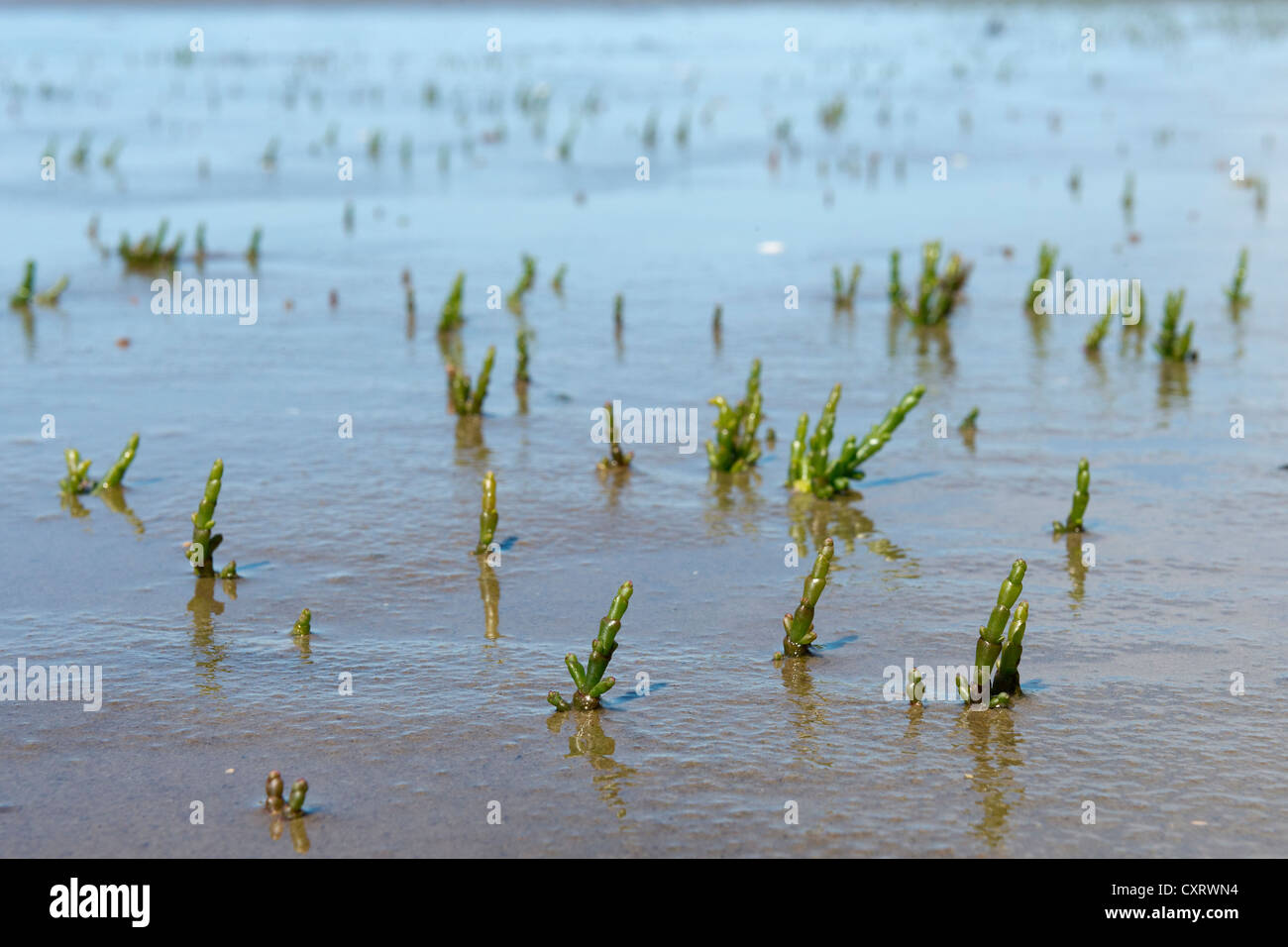 (Plante salicorne Salicornia europaea), mer des Wadden, Schleswig-Holstein, Allemagne, Europe Banque D'Images