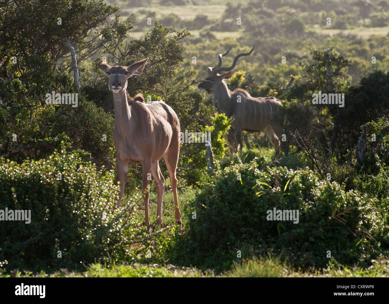 Couple d'antilope Kudu. Homme et femme Banque D'Images