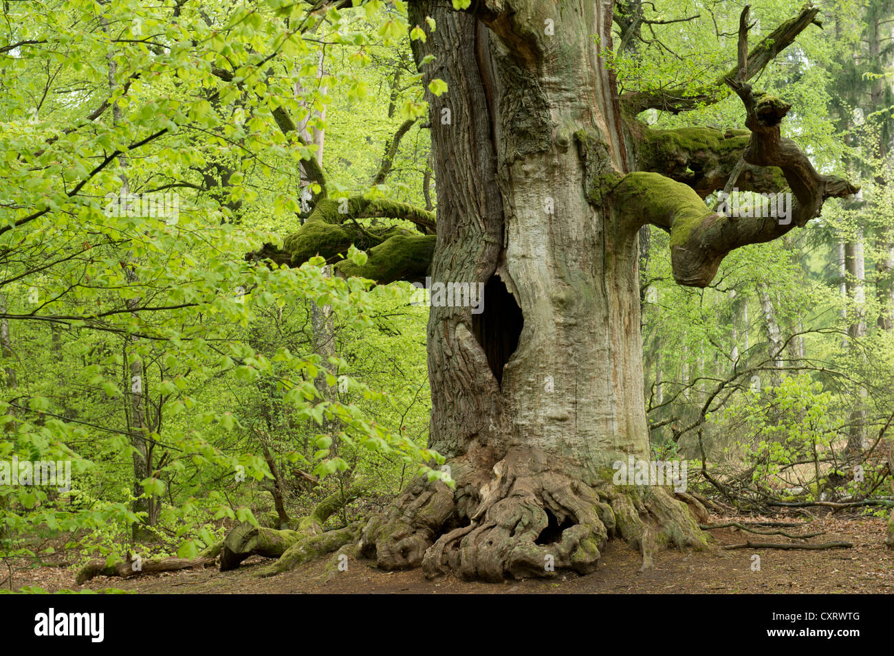 Chêne (Quercus), Urwald Sababurg, Warburg, Hesse Banque D'Images