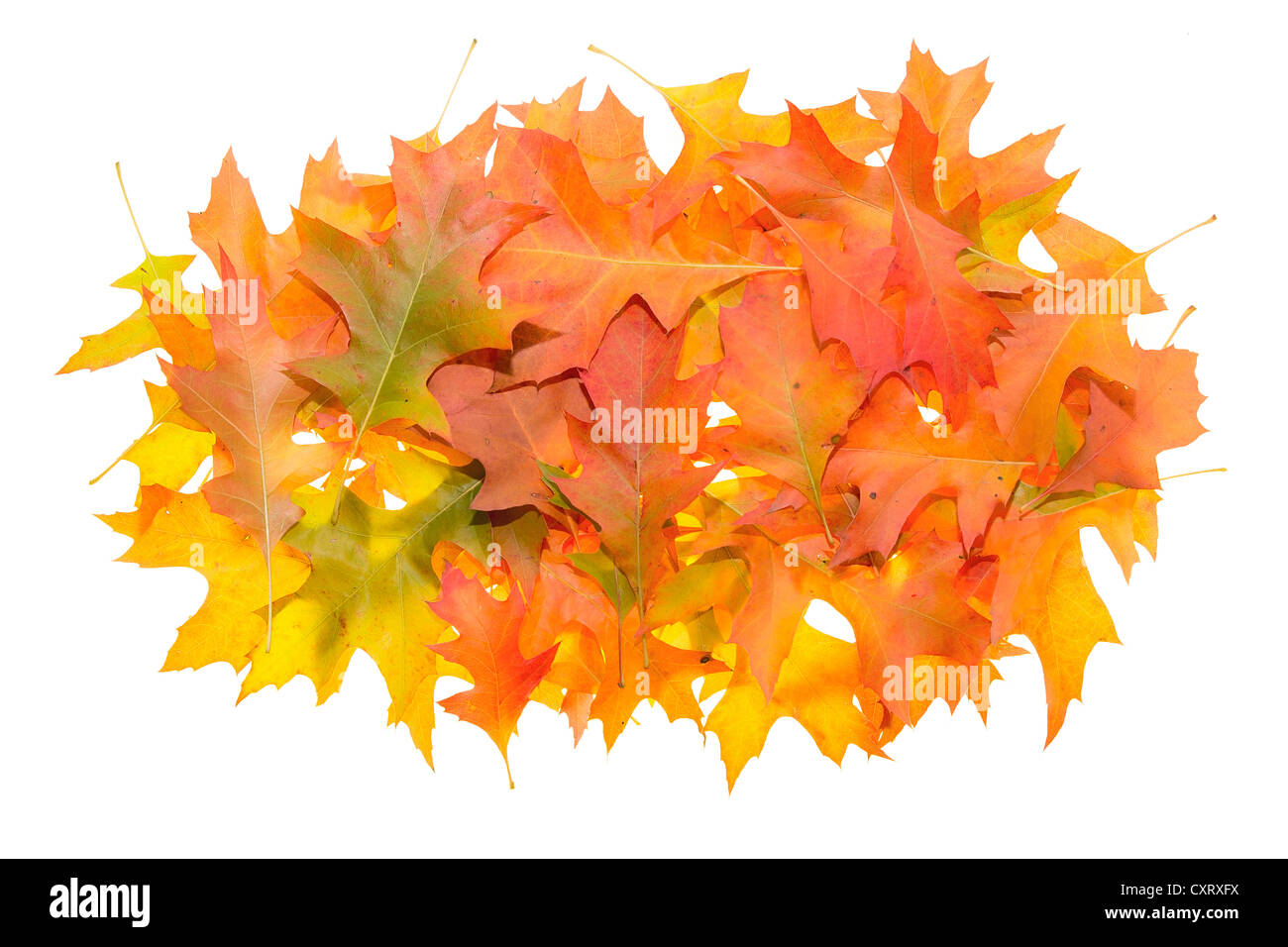 Pile de feuilles de chêne en saison d'automne isolé sur fond blanc Banque D'Images