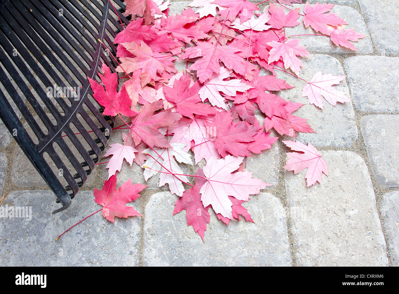 Ratissage des feuilles d'arbres d'érable rouge tombé de Backyard Patio pavés en pierre en automne Banque D'Images