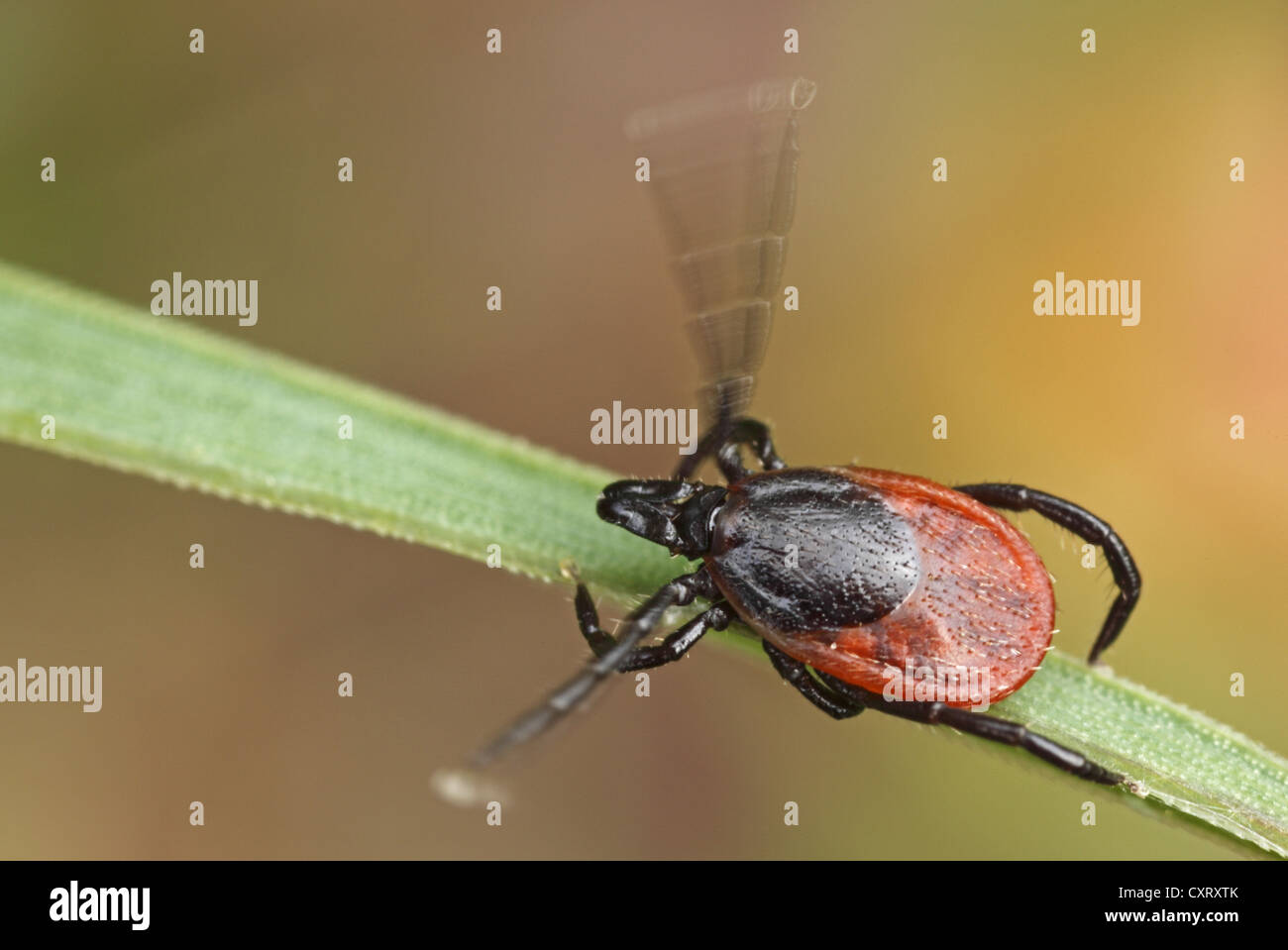 Ricin tique (Ixodes ricinus) sur un brin d'herbe, Hesse, Germany, Europe Banque D'Images