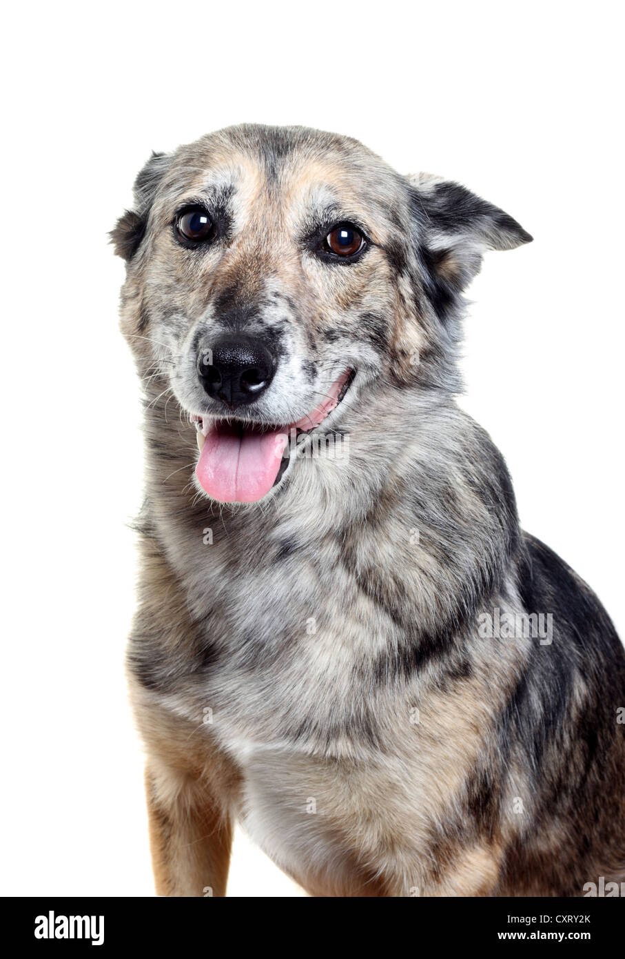 Un chien adorable qui vous regarde avec un visage heureux et puppy dog eyes Banque D'Images