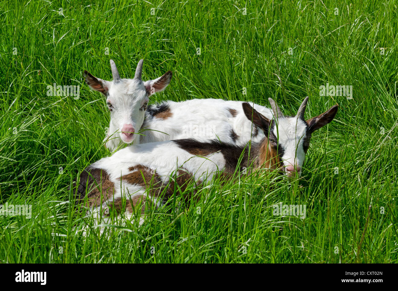 Deux jeunes chèvres domestiques avec kid (Capra aegagrus hircus), allongé sur un pré, l'Allemagne, de l'Europe Banque D'Images