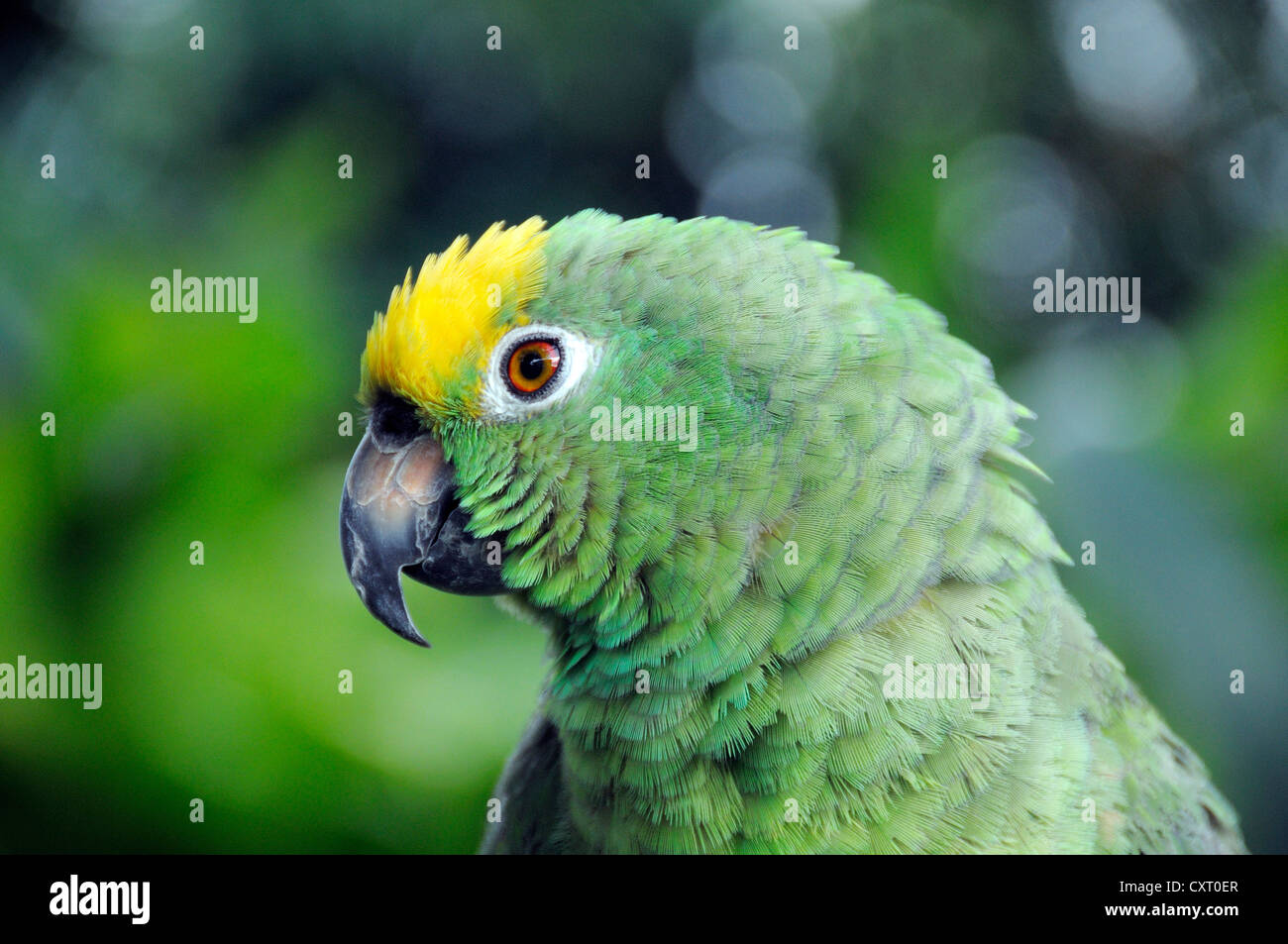 Amazon à couronne jaune (Amazona ochrocephala ochrocephala), portrait, Antioquia, Colombie, Amérique latine, Amérique du Sud Banque D'Images