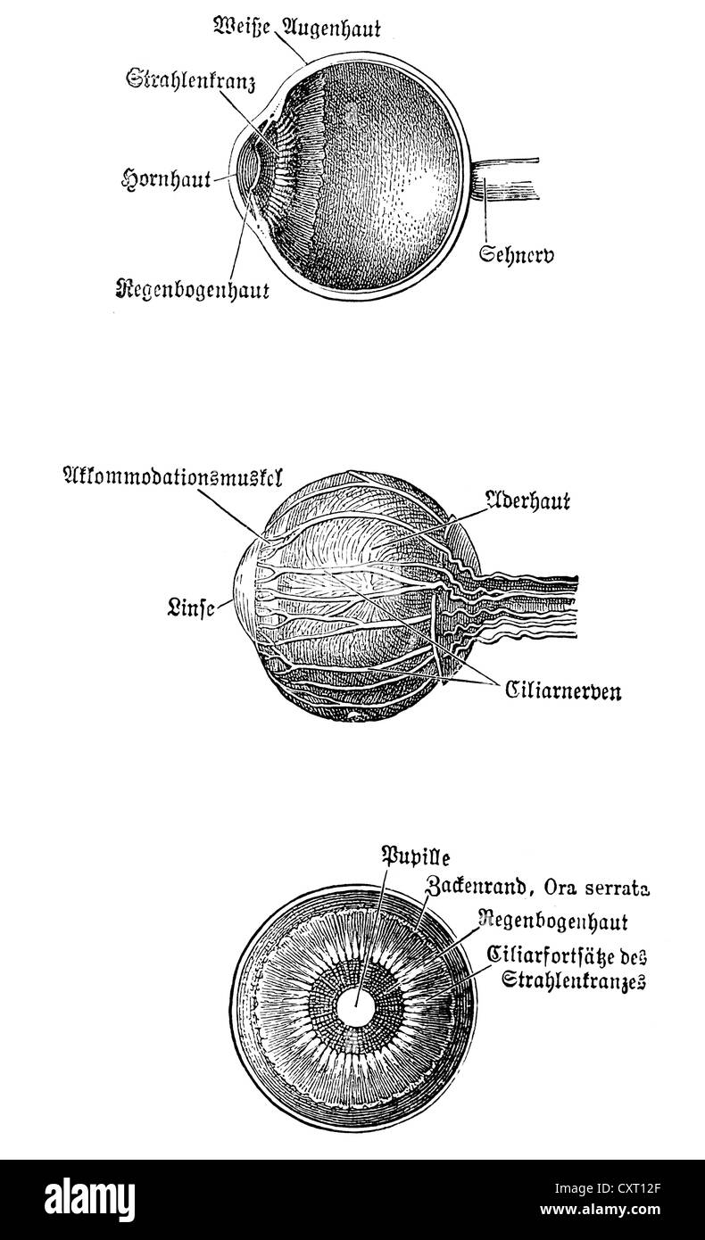 Globe oculaire, illustration anatomique Banque D'Images