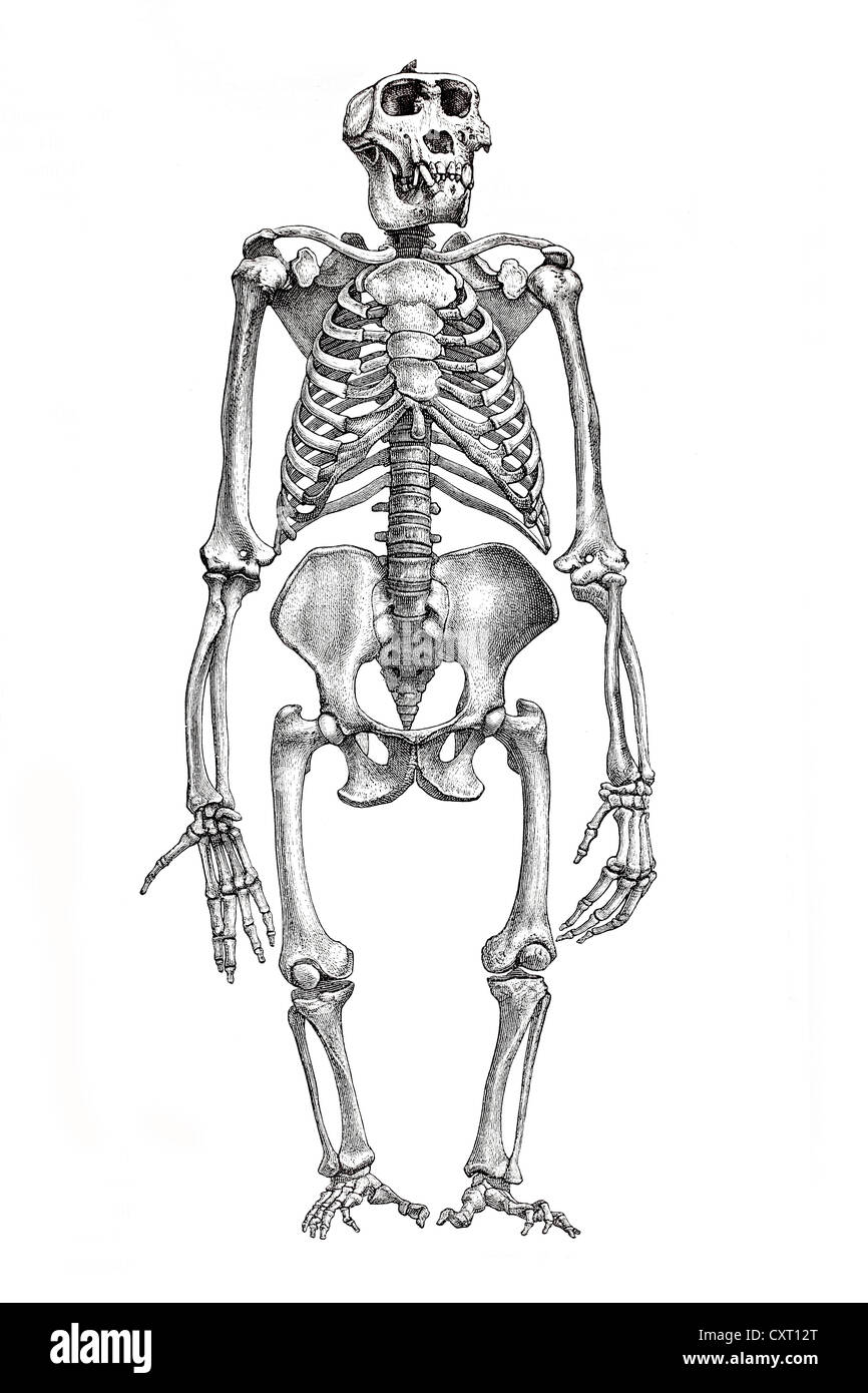 Squelette d'un gorille, illustration anatomique Banque D'Images