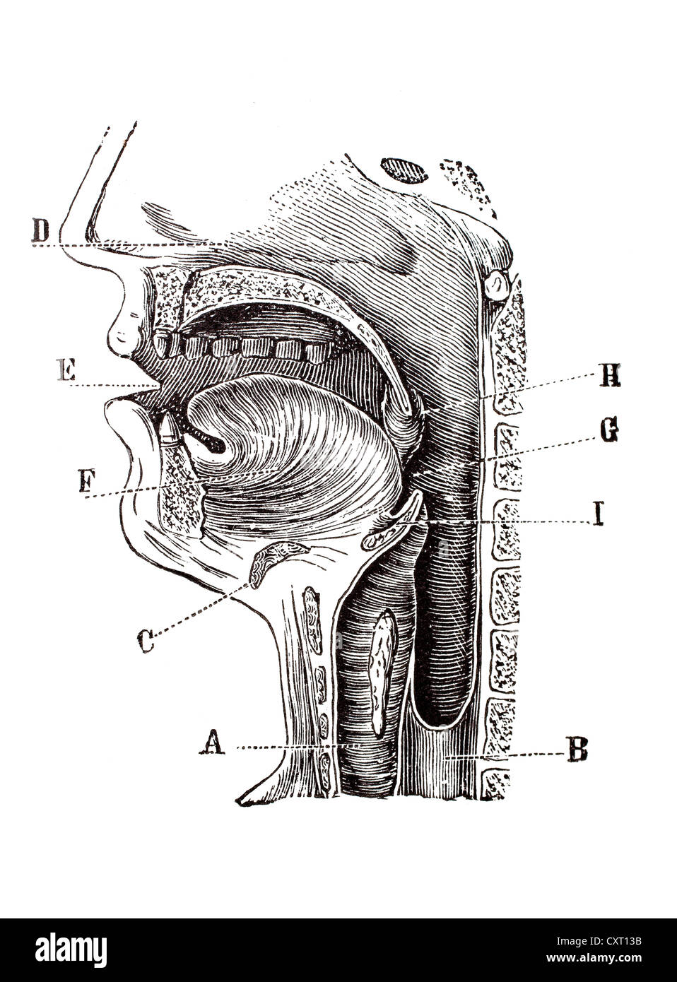 Section longitudinale d'une tête humaine, illustration anatomique Banque D'Images