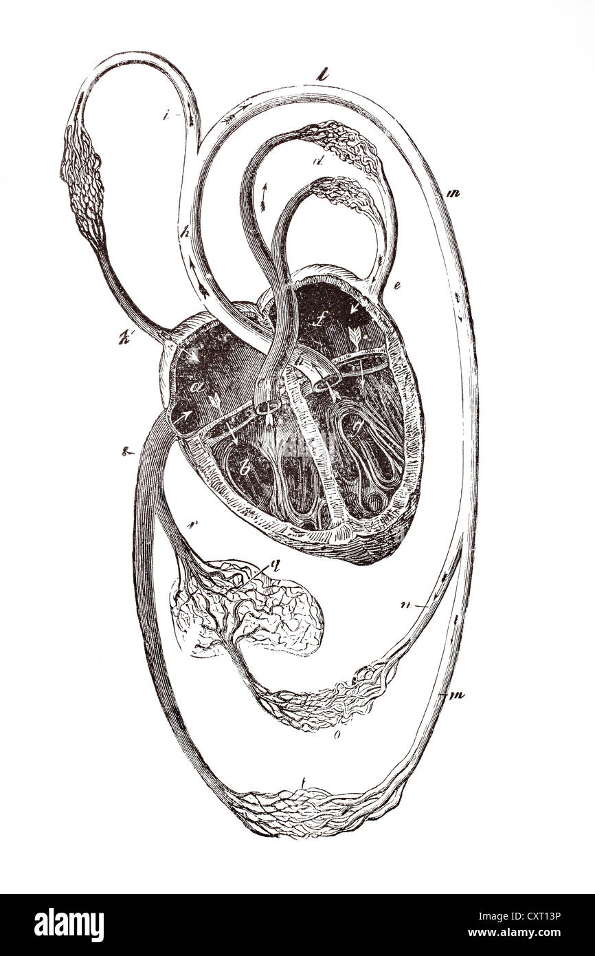 Système circulatoire, illustration anatomique Banque D'Images