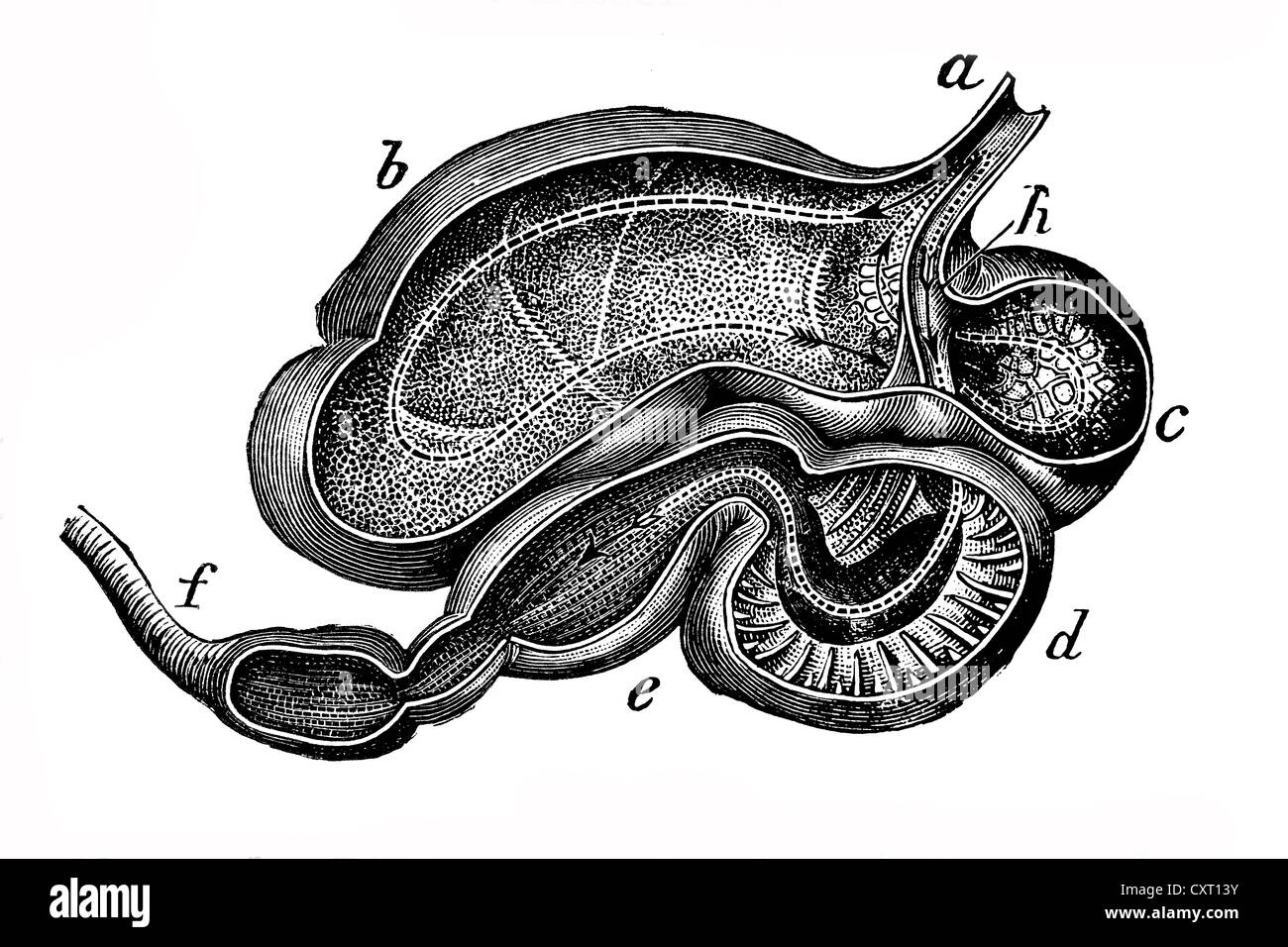 L'estomac de vache, illustration anatomique Banque D'Images