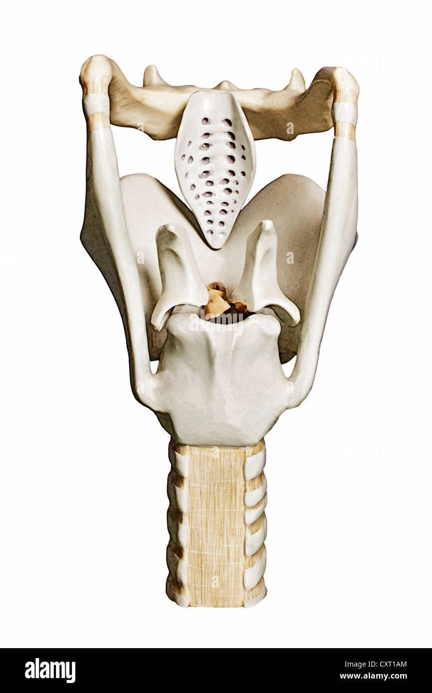 Les droits de l'larynx, illustration Banque D'Images