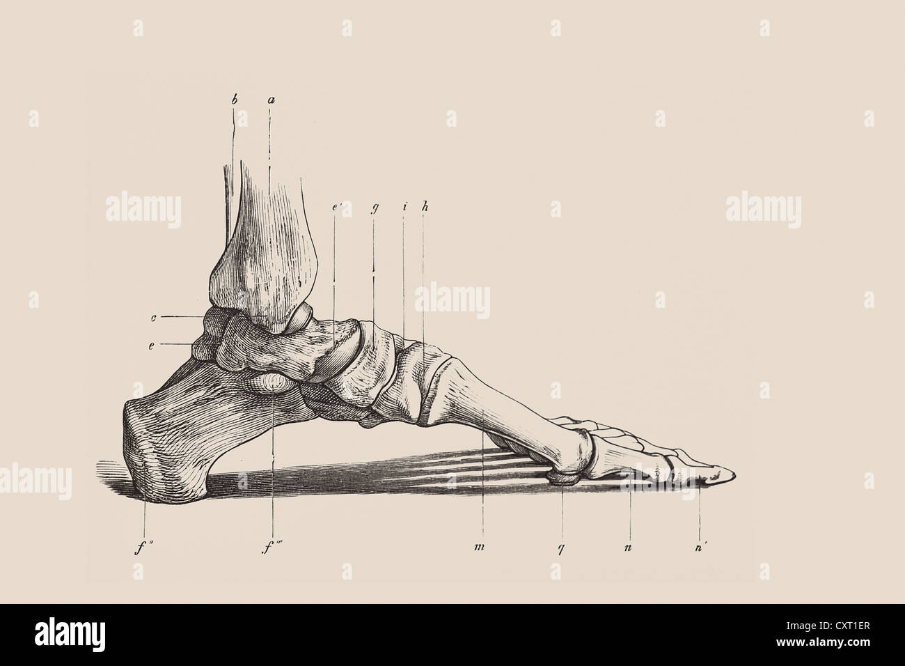 Squelette d'un pied humain, illustration anatomique Banque D'Images