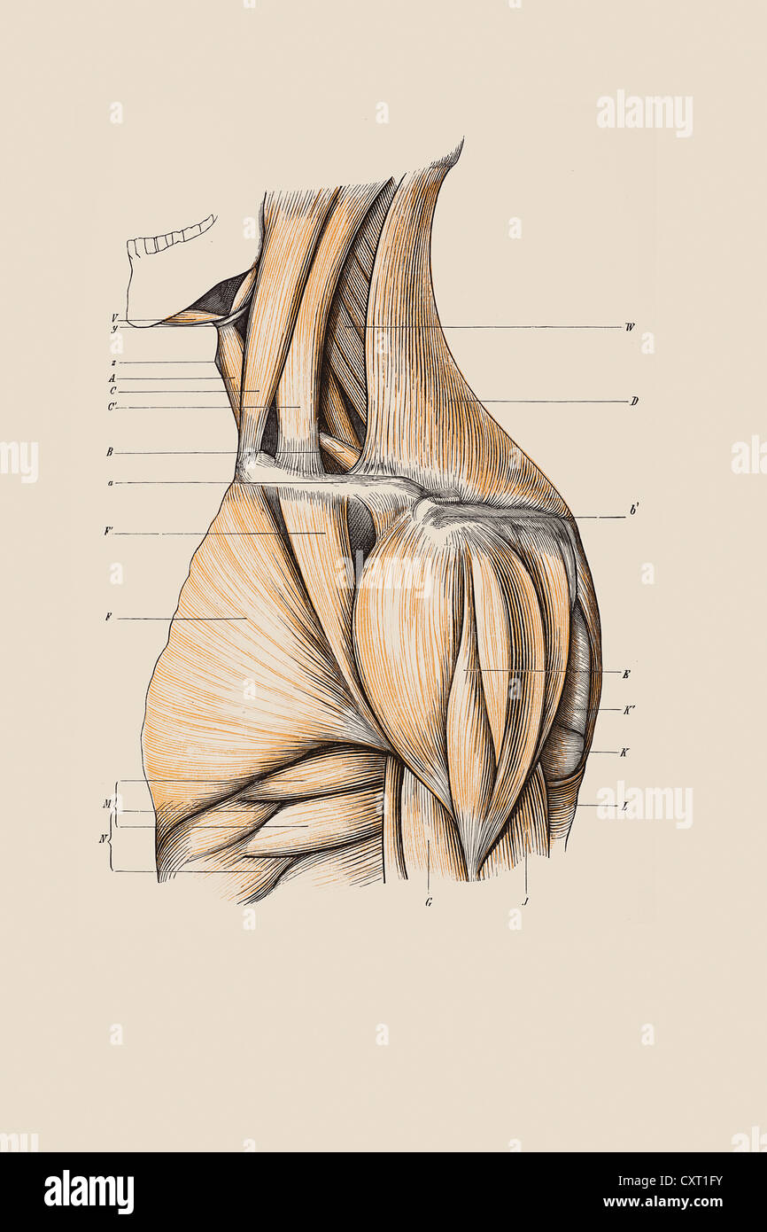 La structure musculaire de la nuque et les épaules, illustration anatomique Banque D'Images