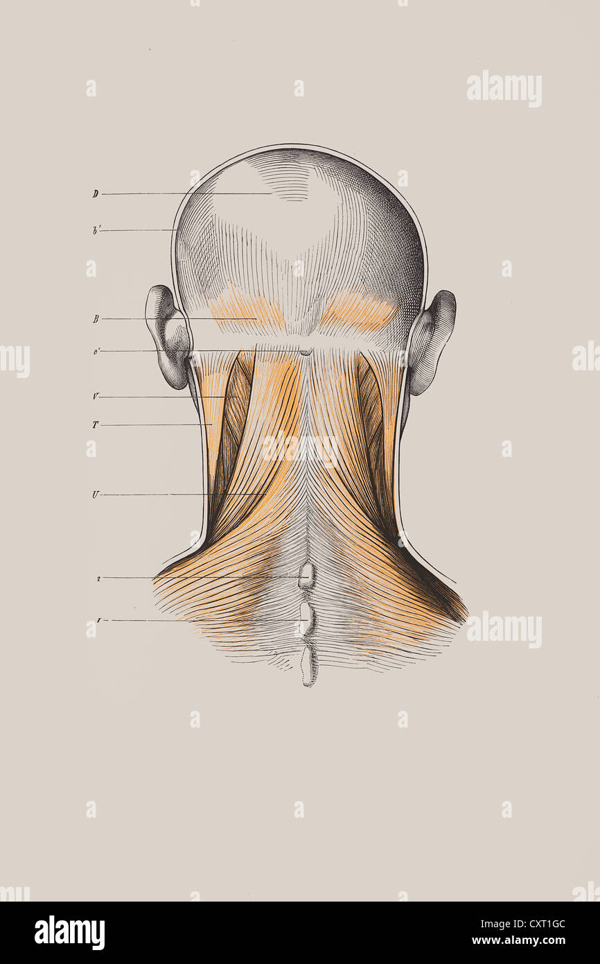 Crâne avec la structure musculaire, illustration anatomique Banque D'Images