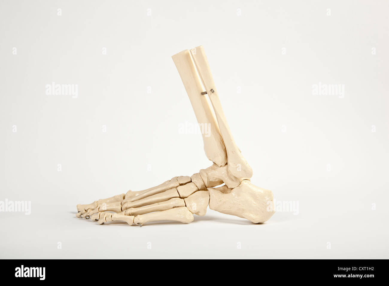 Pied humain, modèle anatomique Banque D'Images