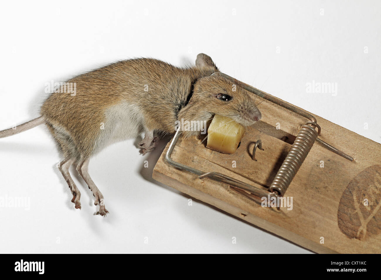 Souris dans un piège Banque D'Images