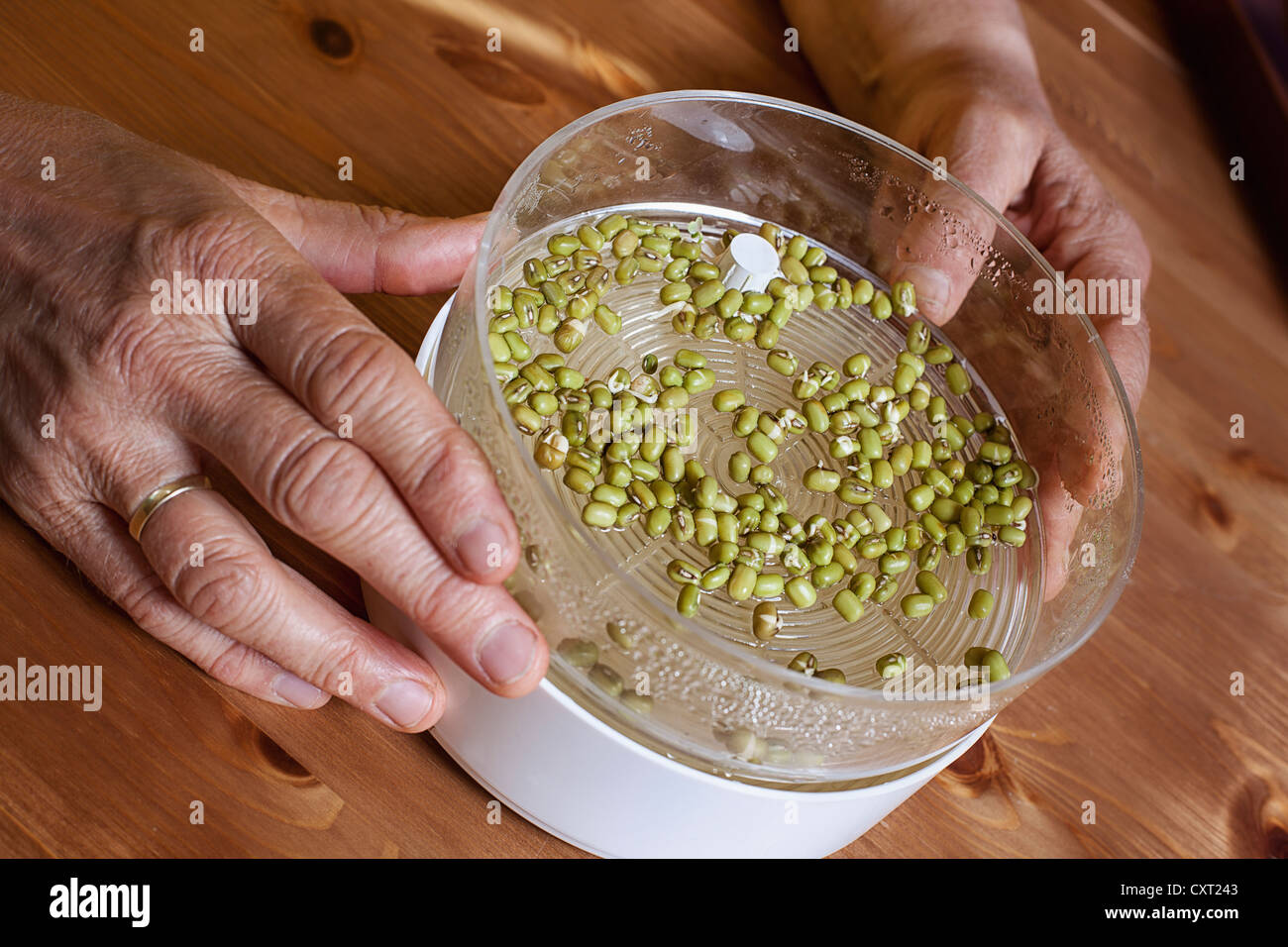 Les germes de soja dans un germoir Banque D'Images