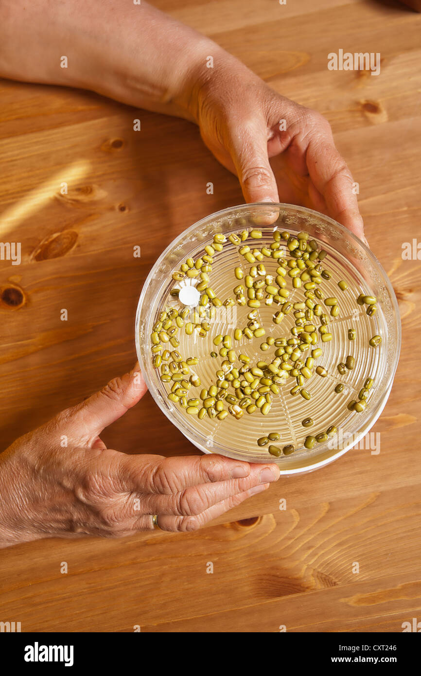 Les germes de soja dans un germoir Banque D'Images