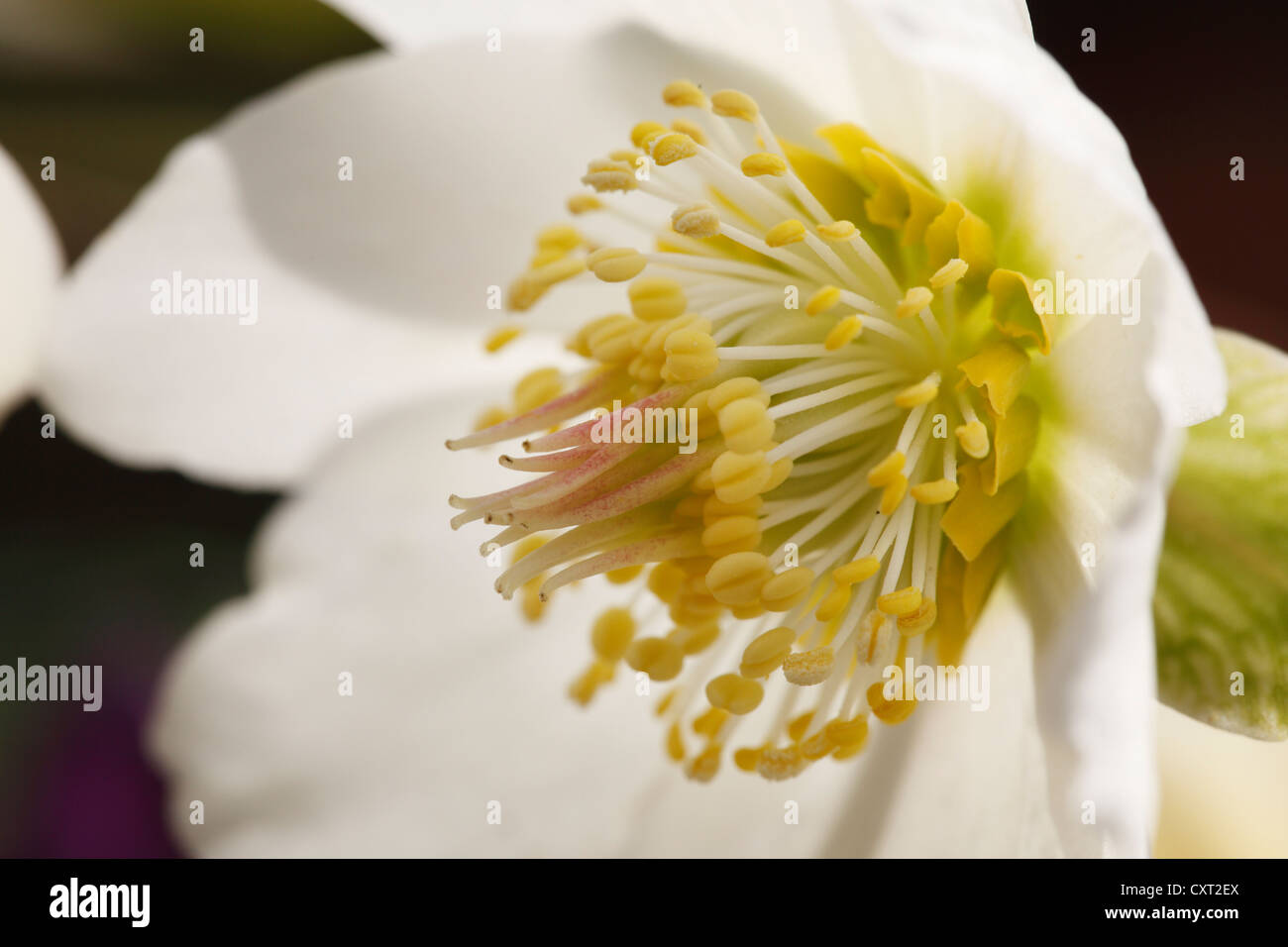 Rose de Noël ou hellébore noir (Helleborus niger), jardin plante, Bavaria, Germany, Europe Banque D'Images