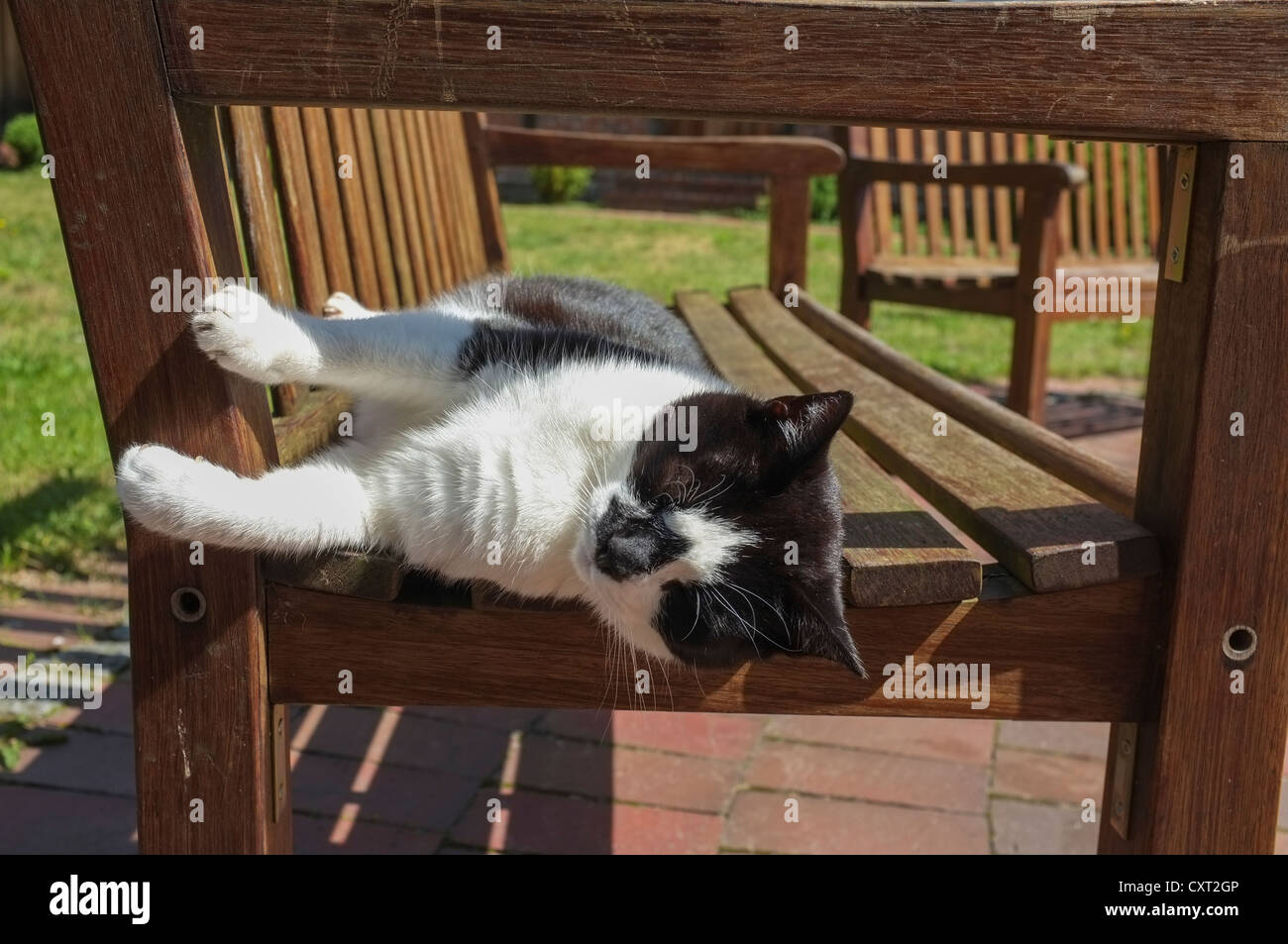Chat dormant sur un banc de parc Banque D'Images