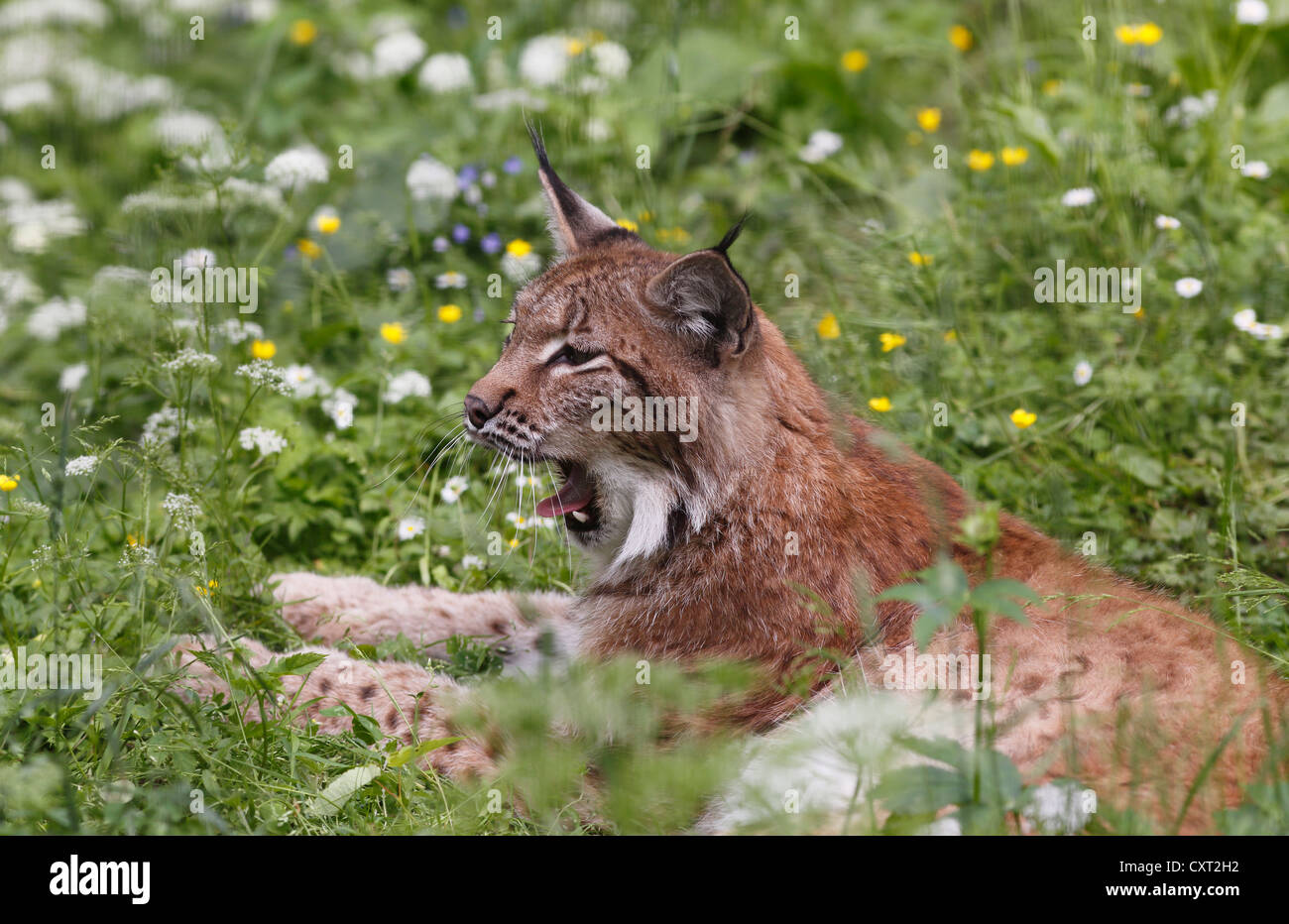 Lynx Boréal ou le lynx (Lynx lynx), Cumberland Deer Park Gruenau, région du Salzkammergut, Haute Autriche, Autriche, Europe Banque D'Images