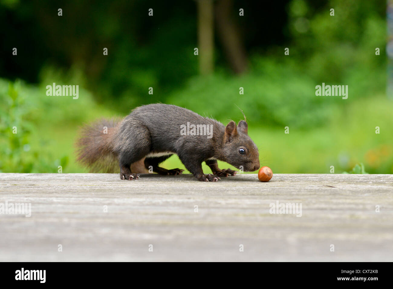 L'écureuil roux (Sciurus vulgaris) l'examen d'une noisette sur une terrasse en bois Banque D'Images