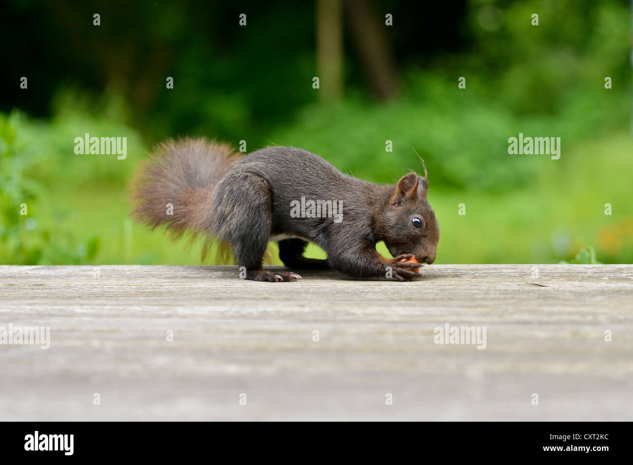 L'écureuil roux (Sciurus vulgaris) en tenant une noisette d'une terrasse en bois Banque D'Images