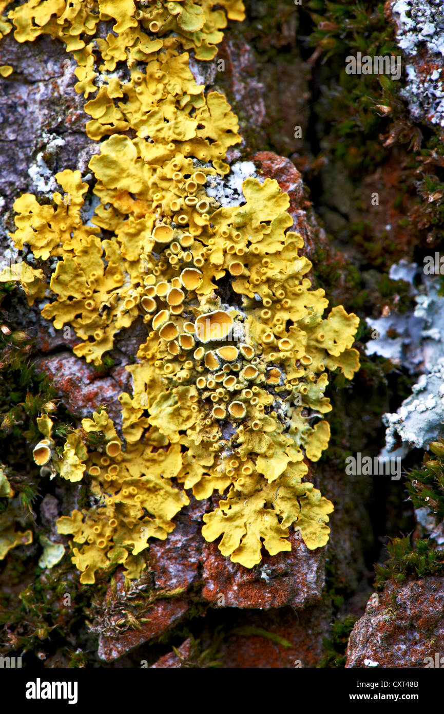 Lichen Orange commun, jaune sale, maritime ou de lichen Lichen Rive Sunburst (Xanthoria parietina), Augsbourg, Bavière, Souabe Banque D'Images