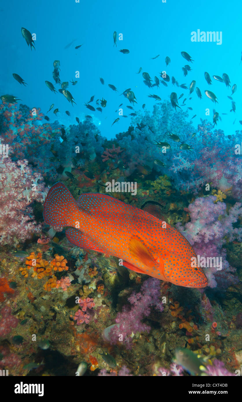 Seabass Vermillon, Jewel groupeur ou corail Cephalopholis miniata (Hind), natation dans le récif, Thailande, Asie Banque D'Images