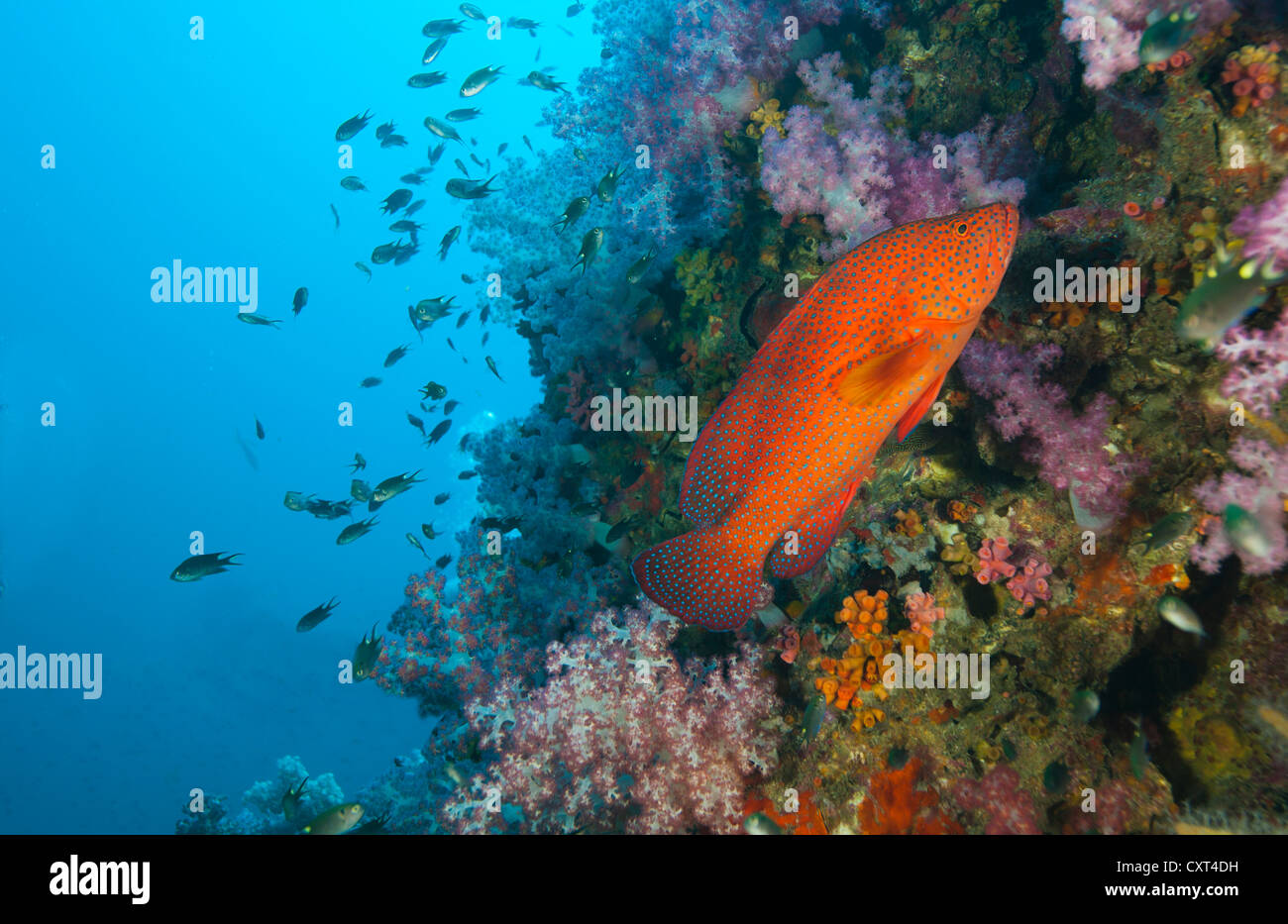 Seabass Vermillon, Jewel groupeur ou corail Cephalopholis miniata (Hind), natation dans le récif, Thailande, Asie Banque D'Images