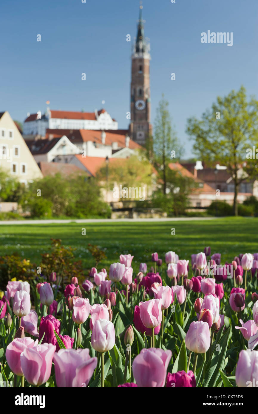Tulipes, Martinskirche, Eglise Saint-Martin et Burg Château de Trausnitz, Landshut, Bavaria, Germany, Europe Banque D'Images