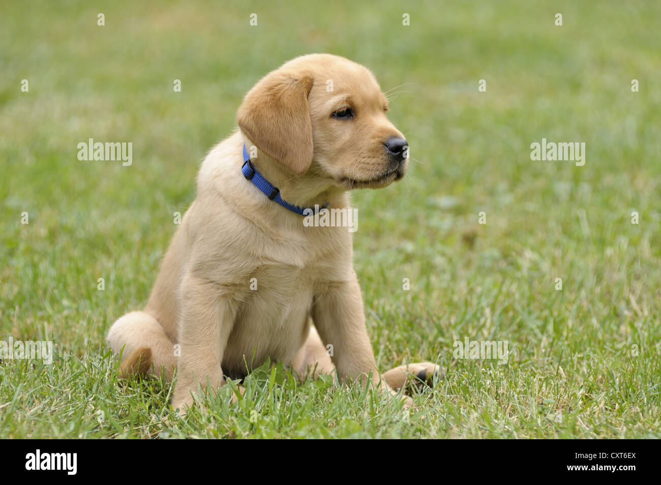 Tres Jeunes Chiots Labrador Blonds Banque D Image Et Photos Alamy