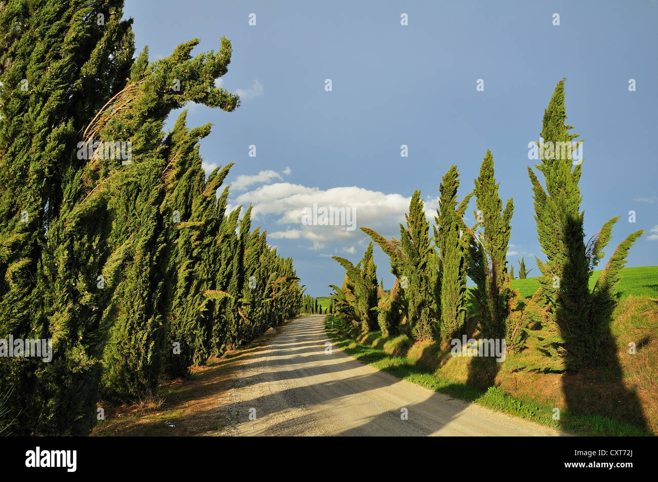 Chemin bordé de cyprès, des Crete Senesi, Toscane, Italie, Europe Banque D'Images