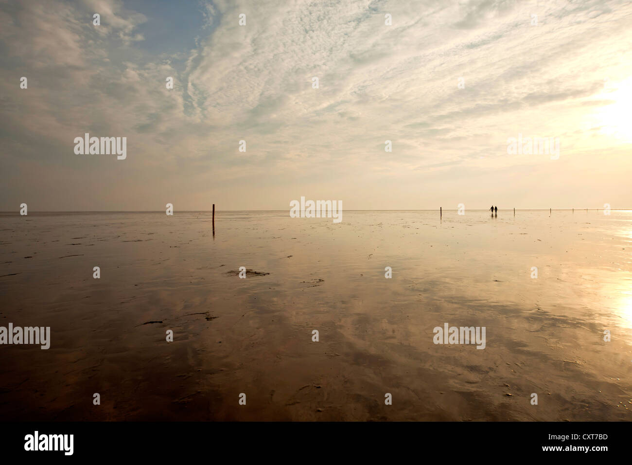 Personnes à marcher à travers les vasières dans la lumière du soir, les eaux peu profondes de la mer du Nord, pays de la mer des Wadden Banque D'Images