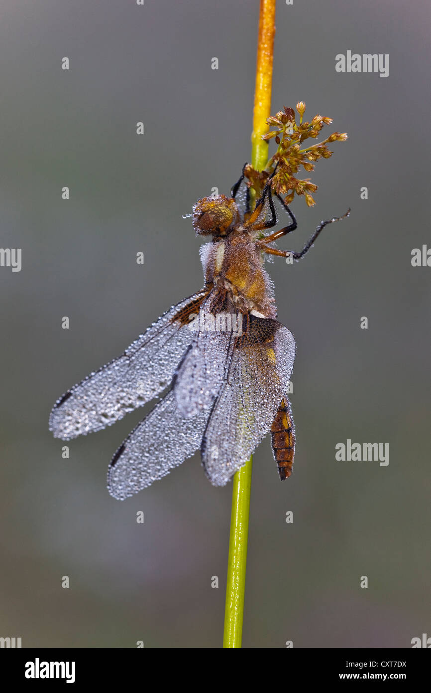 À corps large Chaser Dragonfly (Libellula depressa), femme, Vulkan Eifel, Rhénanie-Palatinat Banque D'Images