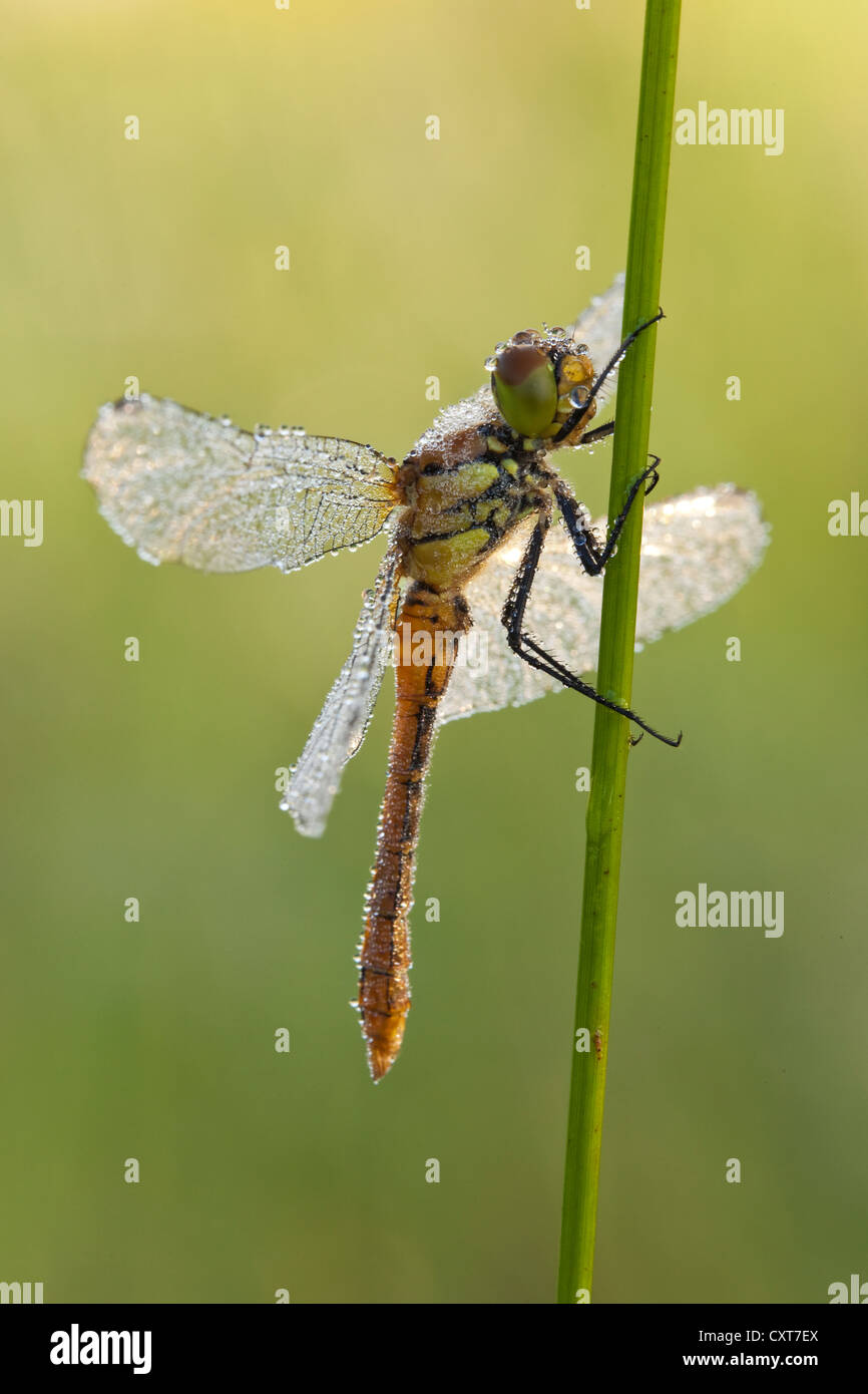 Dard commun Dragonfly (Sympetrum striolatum), Vulkan Eifel, Rhénanie-Palatinat Banque D'Images