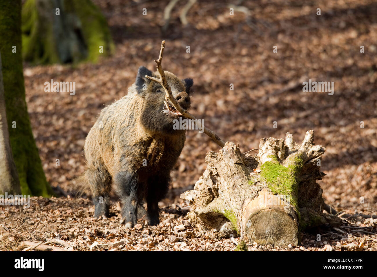 Le sanglier (Sus scrofa), krosian, Parc Vulkaneifel Deer Park, Rhénanie-Palatinat Banque D'Images
